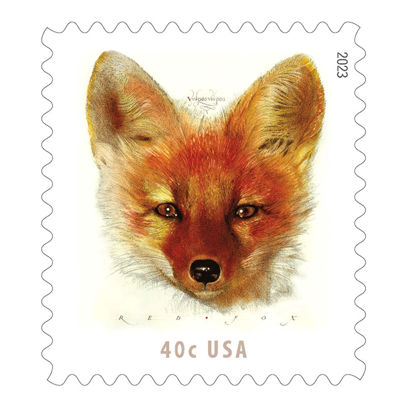 Red Fox