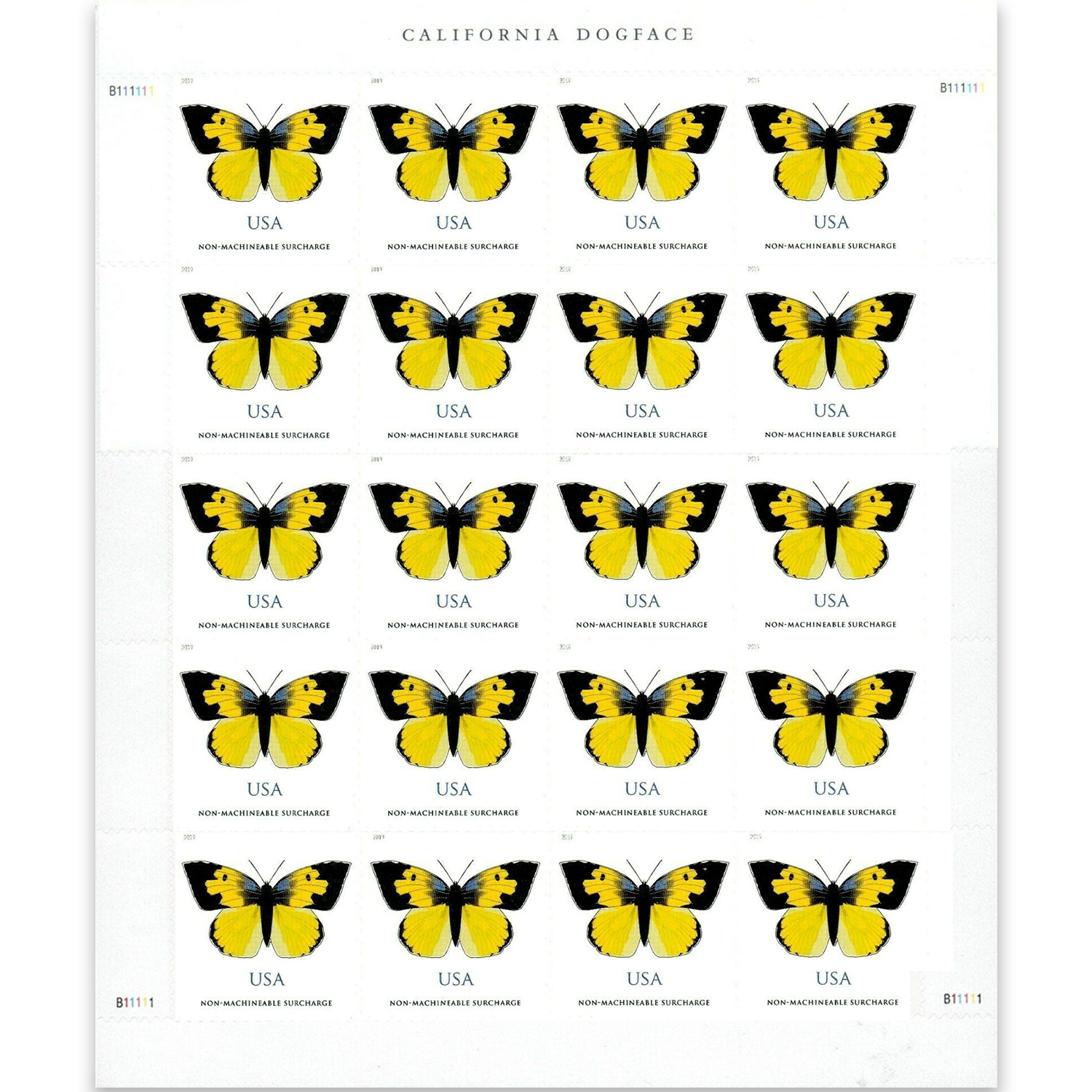 California Dogface Butterfly 2019