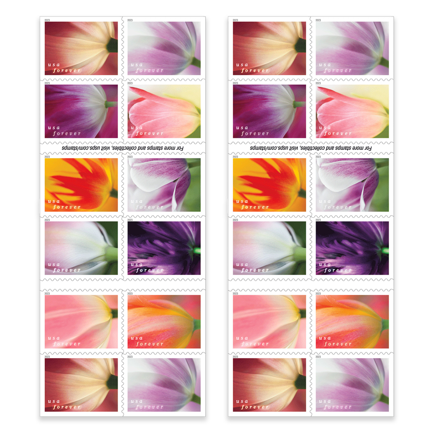 Tulip Blossoms
